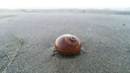 Close-up of shell on sand