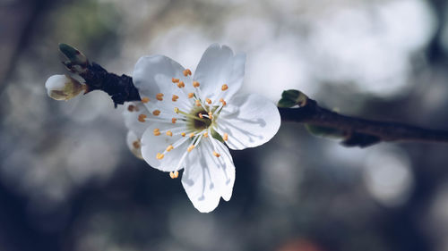 Close-up of white flowers on branch