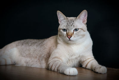 Close-up of cat sitting against black background