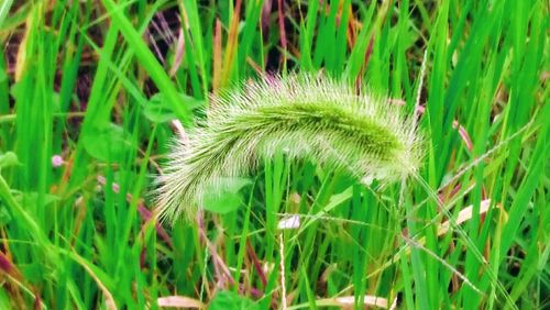 Close-up of flower growing in field