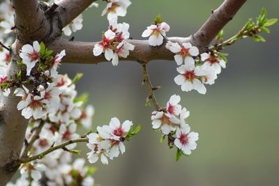 Close-up of cherry blossoms