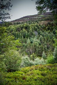 Scenic view of trees growing on field against sky