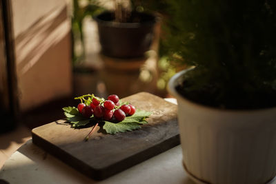 Close-up of potted plant on table