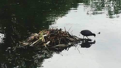 Birds in calm lake