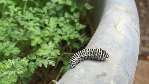 Close-up of butterfly on plant