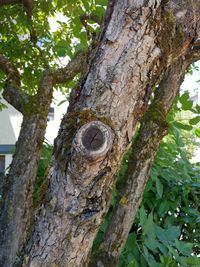 Low angle view of a tree