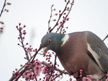 Close-up of bird perching on tree