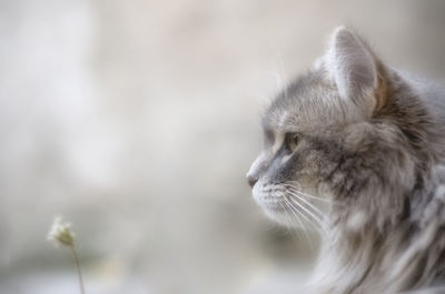 Close-up of cat