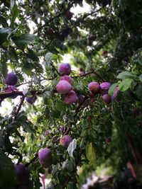 Low angle view of fruits growing on tree