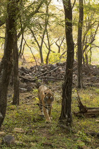 View of a reptile in the forest