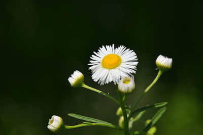 Close-up of white daisy flowers