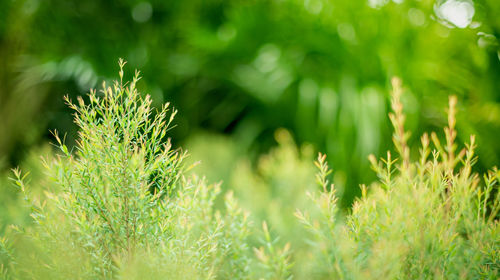 Nature of green leaf in garden at summer. natural green leaves on blurred background, and copyspace