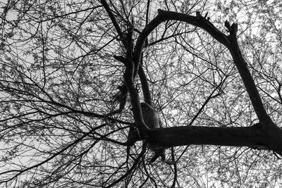 Low angle view of bare trees