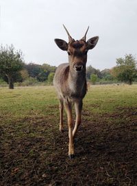 Portrait of lion standing on field