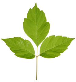 leaf