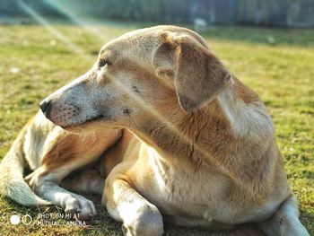 Close-up of dog sitting on field