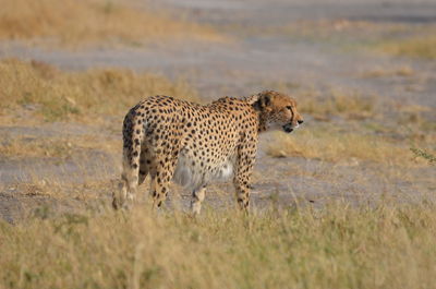 Cheetah walking on field