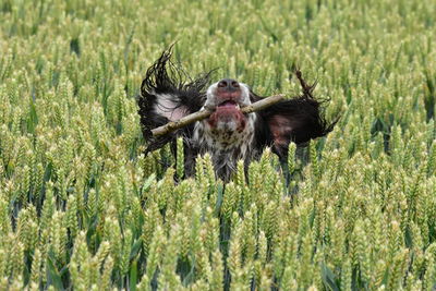 Spaniel in a field