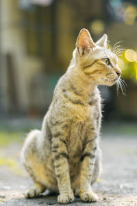 Close-up of a cat looking away