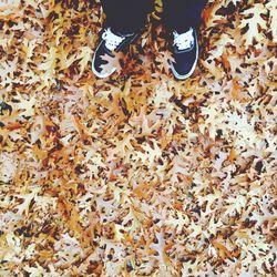 Autumn leaves in park