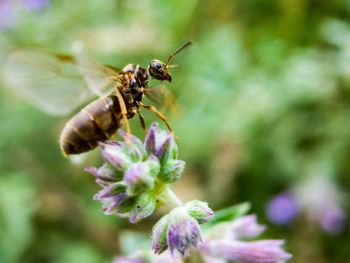 Close-up of bee pollinating on flower