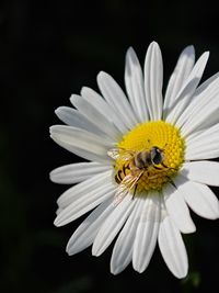 Close-up of white flower