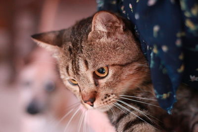 Close-up of a cat looking away