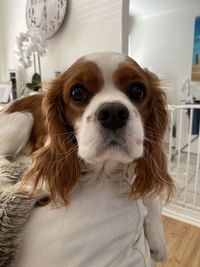 Portrait of dog at home