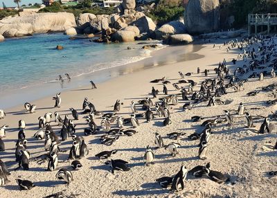 High angle view of birds on beach