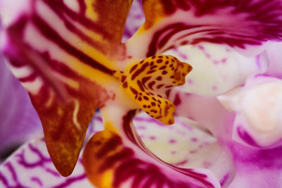 Close-up of pink flower petals