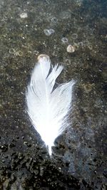 Close-up of wet feather on water