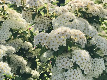 Close-up of white flowering plants