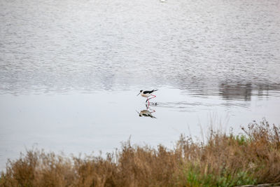 Side view of a bird flying over calm lake