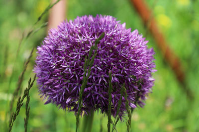 Close-up of purple thistle flower