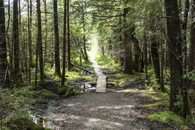 Hiking trail from steingaden to bernbeuren, munich way of st. james, bavaria, germany in summertime