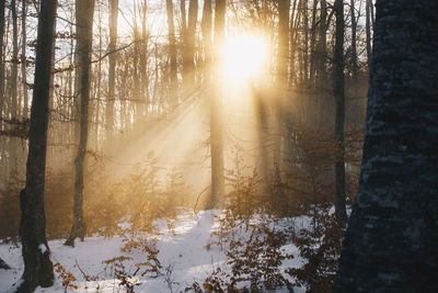 Sun shining through trees in forest during winter
