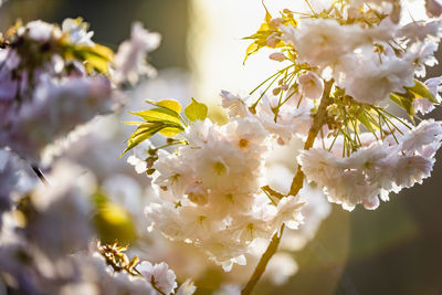 Close-up of cherry blossoms on tree