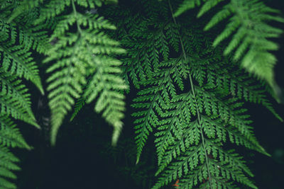 Close-up of fern leaves