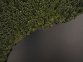 Aerial view of trees by lake