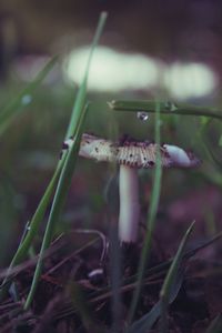 Close-up of mushroom growing on field