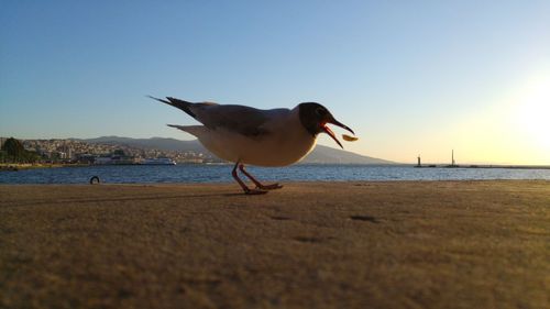 Bird feeding by water