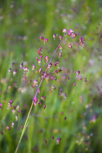 Close-up of pink flowering plants on field