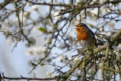 Low angle view of a bird on branch