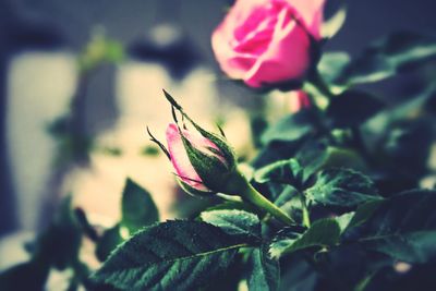 Close-up of pink flower