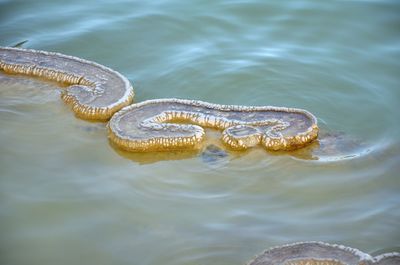 View of turtle swimming in sea