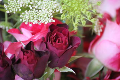 Close-up of pink rose flower