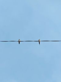 Low angle view of bird perching on cable