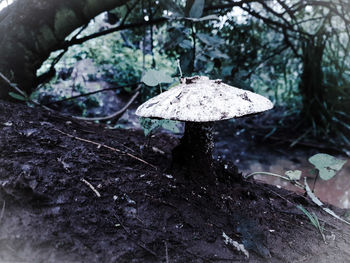 Close-up of mushroom growing on tree trunk