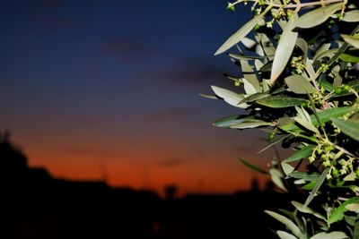 Close-up of silhouette plant against sky at sunset