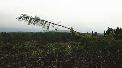 Plants growing on field against sky